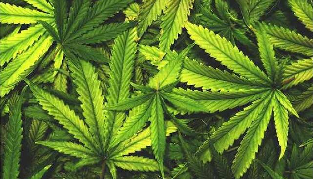 تغییرات اپی‌ژنتیکی در بدن با مصرف ماریجوانا