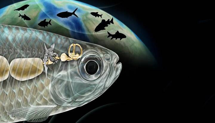 ماهی باستانی با شنوایی شبیه انسان، دانشمندان را شگفت‌زده کرد