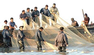 صید ۲۲۵ تن انواع ماهیان استخوانی از دریای خزر در گیلان