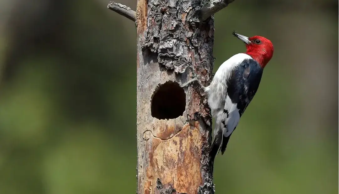 رازهای دارکوب؛ چگونه پرنده‌ای چند گرمی خود را به چکشی تمام‌عیار تبدیل می‌کند؟