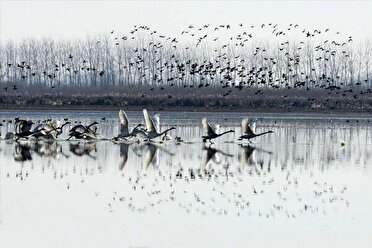 پایش آنفلوآنزای فوق‌حاد پرندگان در تالاب انزلی