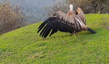 پرواز دوباره کرکس بر فراز ارتفاعات حیران آستارا