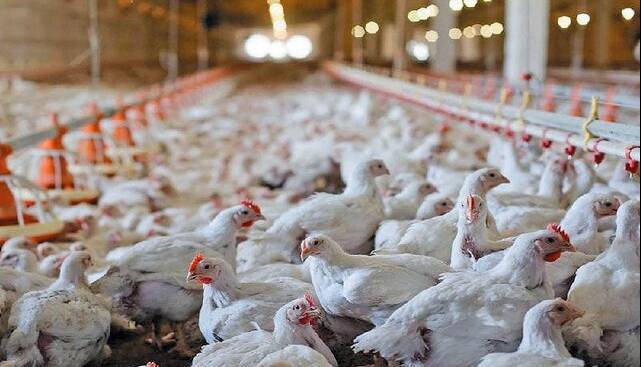 ۱۱ تن مرغ قاچاق در صومعه سرا کشف شد