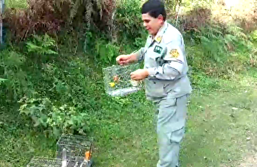 دستگیری ۴ متخلف به زنده گیری پرندگان تزیینی و خوش آواز در شهرستان تالش