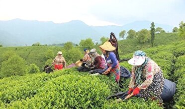 پرداخت بیش از ۶ میلیارد تومان تسهیلات جاری برای تغذیه و نگهداری باغ‌های چای تاکنون