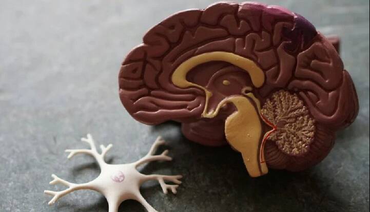 یک مولکول طبیعی، از دست رفتن حافظه در آلزایمر را معکوس می‌کند