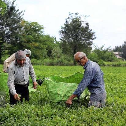 اینفوگرافیک/ پرداخت بیش از ۶ میلیارد تومان تسهیلات به چایکاران شمال