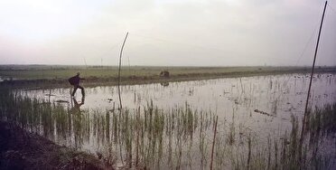 جمع آوری دام‌های هوایی شکار غیرمجاز پرندگان در آستانه اشرفیه