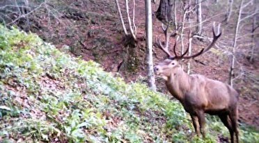 ثبت تصاویری بی‌نظیر از مرال یا گوزن قرمز در جنگل‌های لنگرود