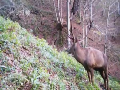 بازگشت شاهزاده به جنگل‌های ایران