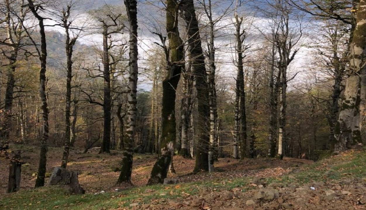 دستگیری قاچاقچی حرفه‌ای قطع درختان لیسار تالش