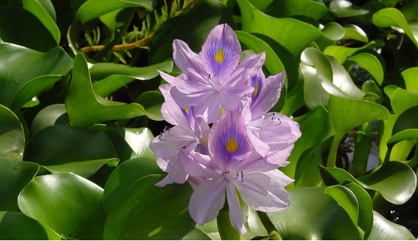 جمع‌آوری سنبل آبی از تالاب، جریمه متهم به تصرف اراضی