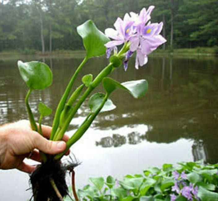 محکومیت متصرف اراضی حفاظت‌شده صومعه‌سرا به جمع‌آوری سنبل آبی تالاب