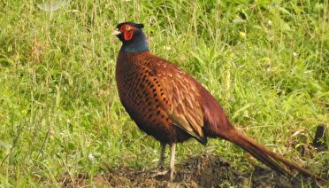 سرشماری پاییزه قرقاول خزری در زیستگاه‌های صومعه‌سرا