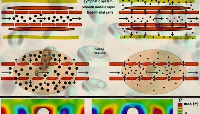 در نظر گرفتن رفتار رئولوژیکی خون برای ارزیابی آسیب به سلول‌های رگ