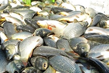 تولید بیش از ۷۰ درصد ازمحصولات شیلاتی گیلان در استخر‌های پرورش ماهی گرم آبی