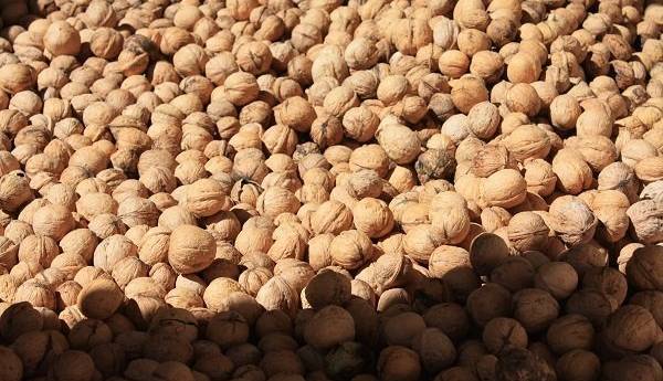 بزرگترین مقاصد صادراتی گردوی ایرانی