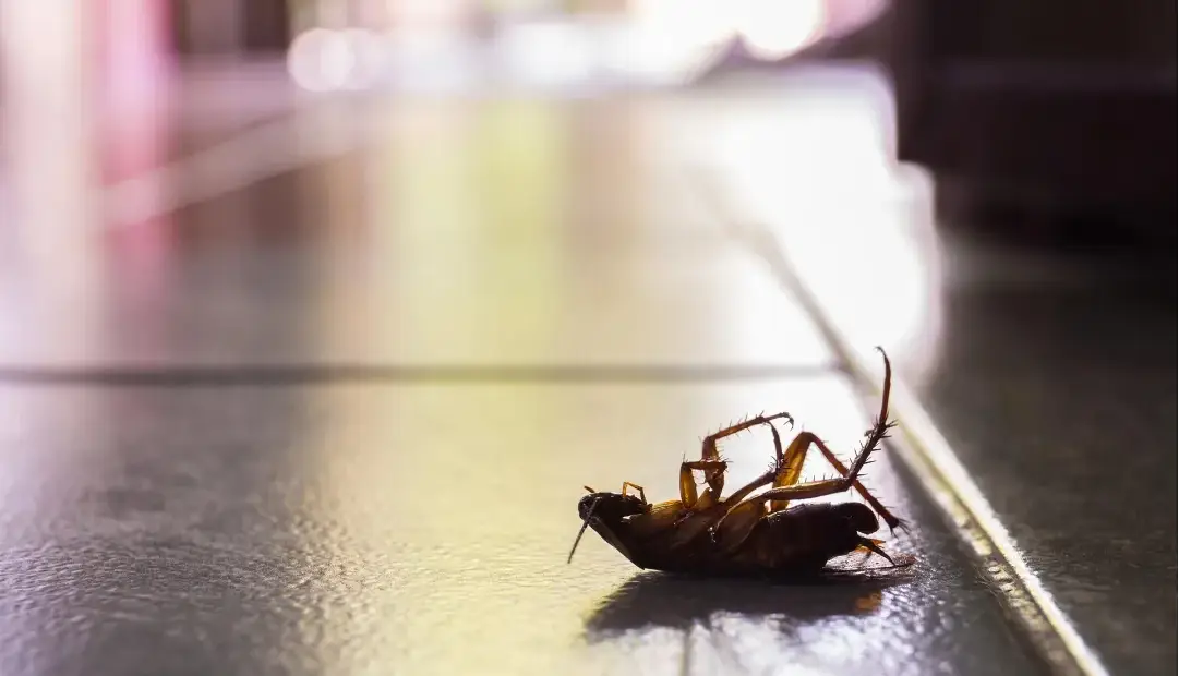 سوسک‌های حمام فقط چندش‌آور نیستند؛ آن‌ها هوای خانه را با سموم باکتریایی آلوده می‌کنند