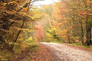 پایداری هوای گیلان در روز‌های آینده