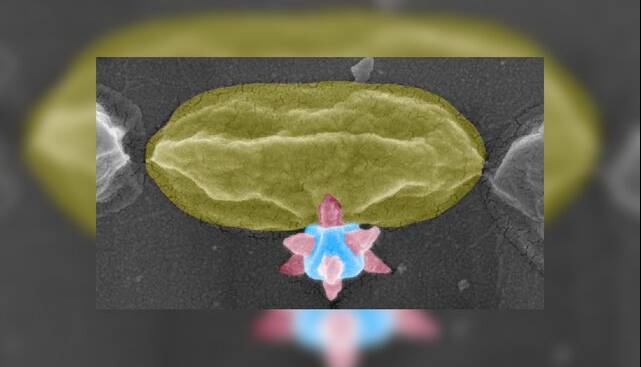 ماده برنده جایزه نوبل، باکتری‌ها را سوراخ می‌کند!