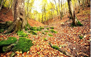 پایداری نسبی هوای گیلان تا ۴۸ ساعت آینده