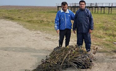 جمع‌آوری نهال‌های صنوبر خودرو در تالاب انزلی