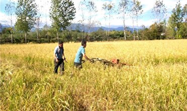 برداشت ۴۸ هزار تن شلتوک راتون در گیلان