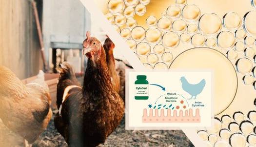 تولید نخستین مکمل آشامیدنی برای تقویت سیستم ایمنی مخاطی طیور در ایران و خاورمیانه