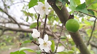 به بار نشستن درخت آلوچه در صومعه‌سرا