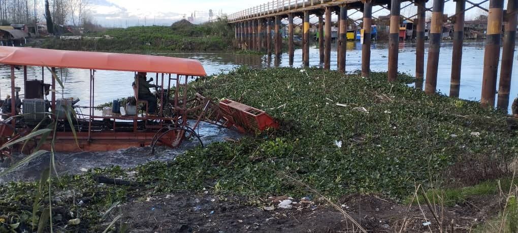 پاکسازی پل نهنگ روگا تالاب انزلی از سنبل آبی