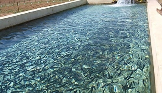 ۷۲۰ مورد بازدید از مراکز آبزی پروری گیلان