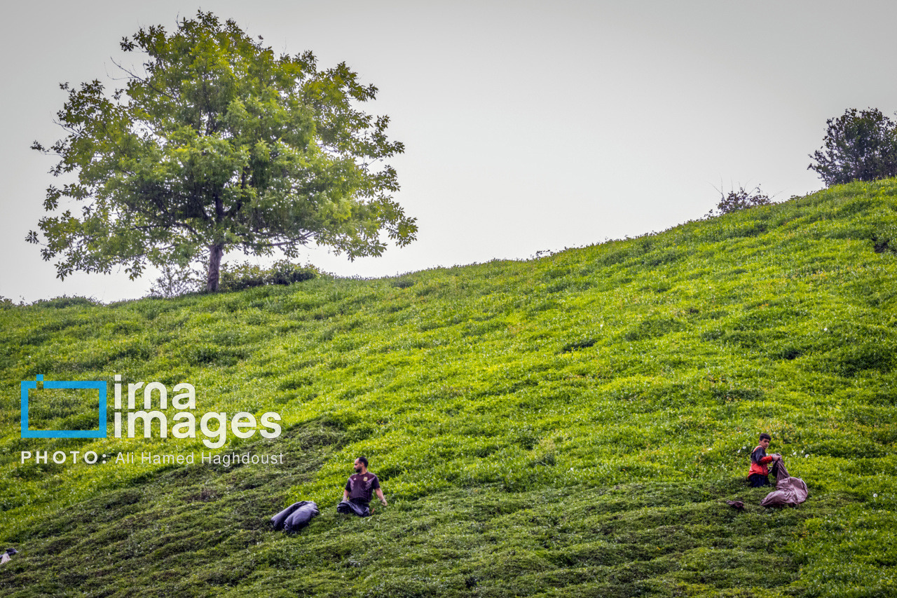 ۹۸ درصد مطالبات چایکاران لنگرود پرداخت شد
