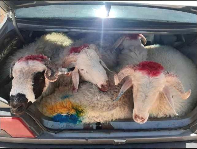 توقیف خودروی سواری حامل دام‌های بدون مجوز در سیاهکل