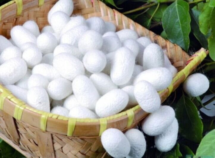 امسال ۴۰۶ تن پیله‌تر ابریشم در گیلان تولید شد