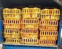 کشف هزار قطعه طیور زنده بدون مجوز دامپزشکی در بندر انزلی