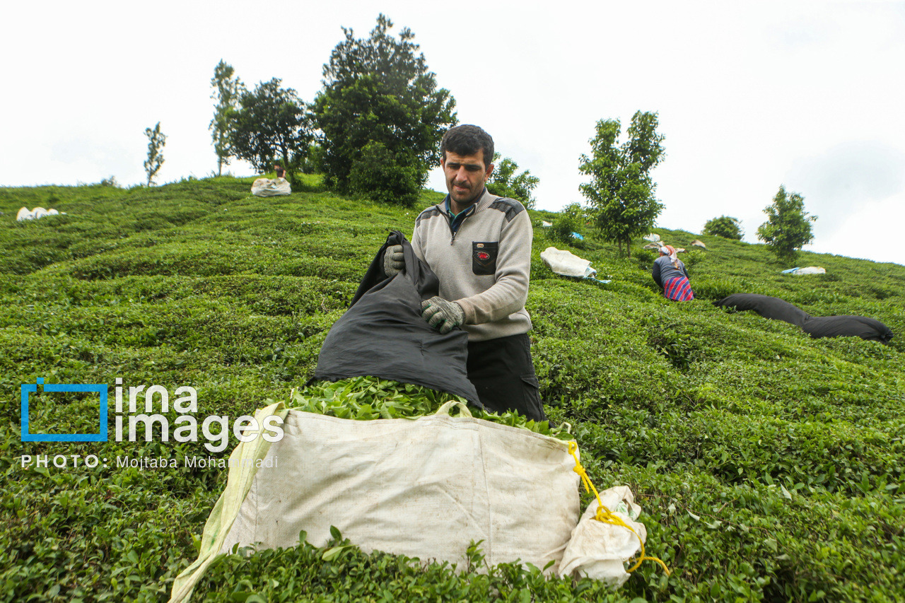 پرونده ۳۱ هزارتن چای سنواتی بسته شد