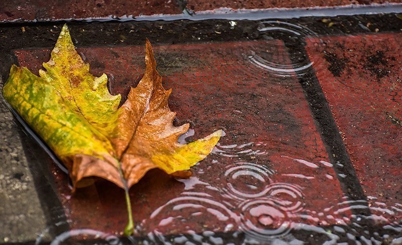 باران از اواخر امشب وارد گیلان می‌شود