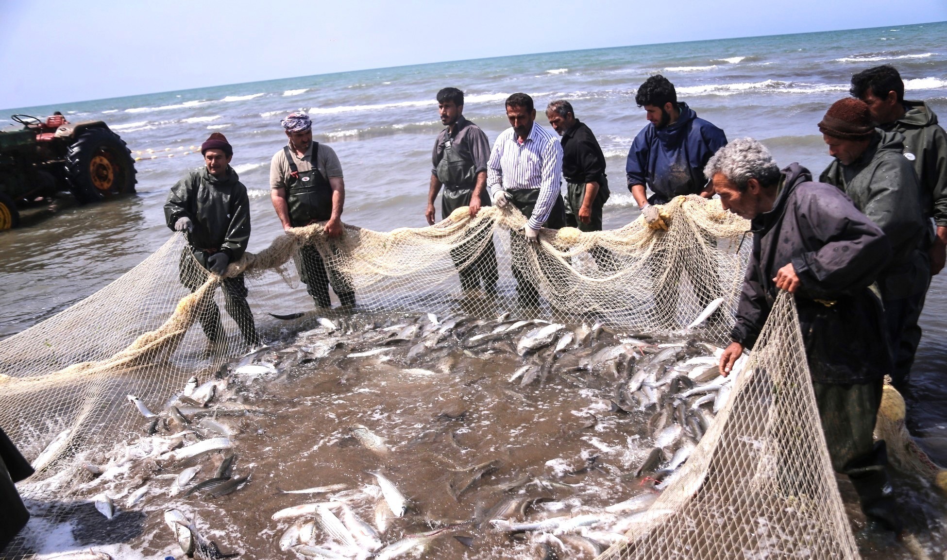 صید بیش از ۵۰۰ تن انواع ماهیان استخوانی در دریای خزر