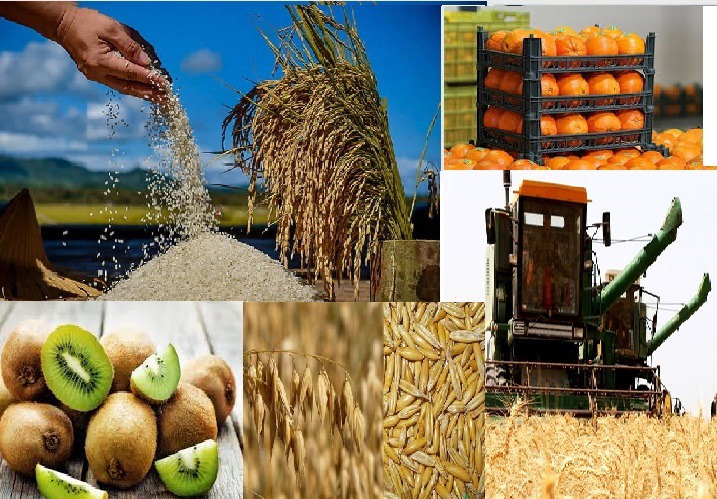 اجرای طرح ایجاد نظام رهگیری وردیابی و شناسه دار کردن محصولات خام کشاورزی در گیلان