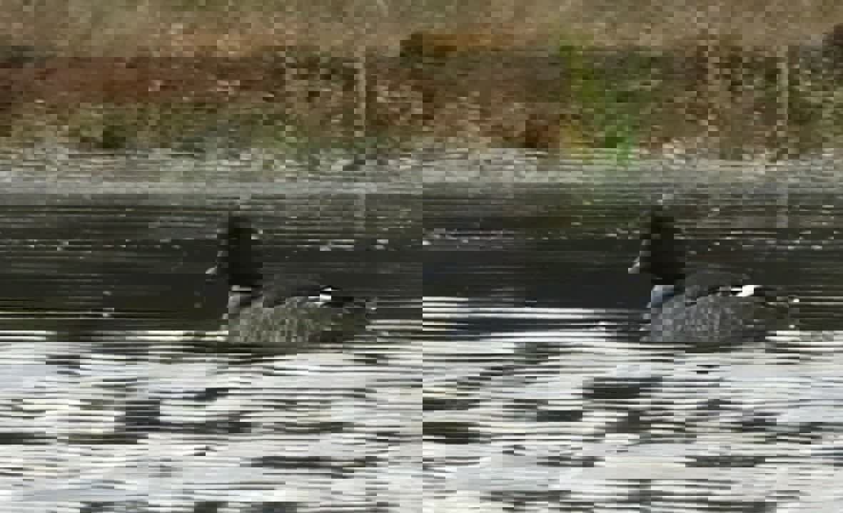 مشاهده پرنده کمیاب اردک چشم طلایی در تالاب جوکندان