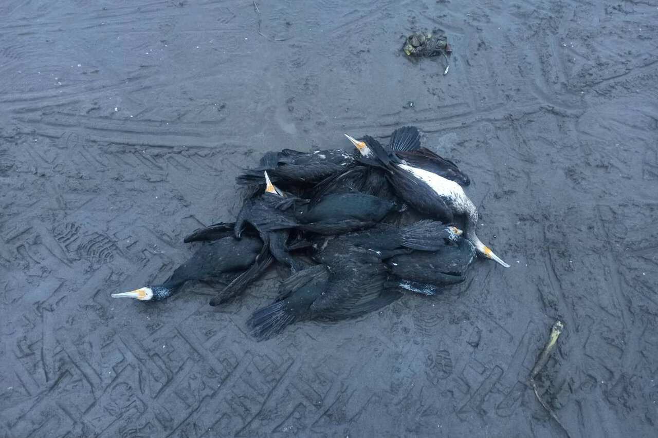 مرگ دسته‌جمعی پرندگان دریایی در ساحل انزلی؛ عامل انسانی است