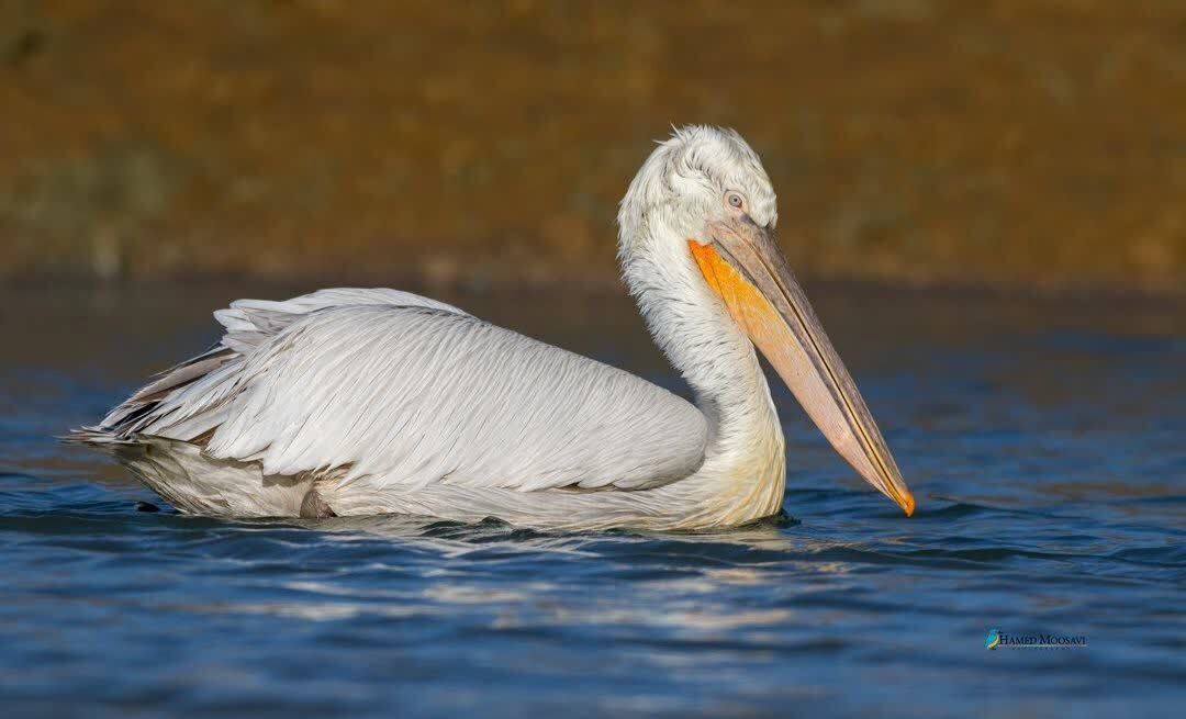 نجـات و رهـــاسازی پلیکان خاکستری در پناهگاه حیات‌وحش سلکه