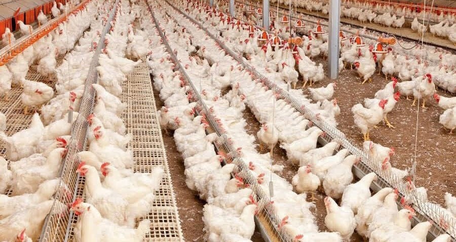 کاهش قیمت مرغ در گیلان با تفویض اختیار برای واردات دان