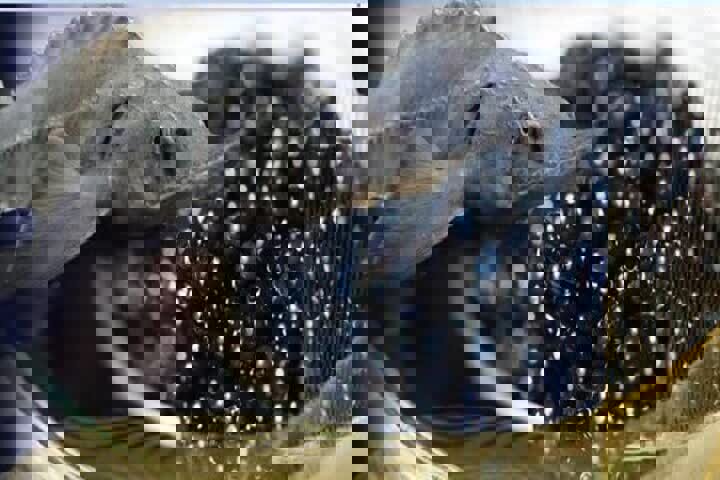 داداش‌پور: گیلان رتبه نخست تولید خاویار کشور را دارد