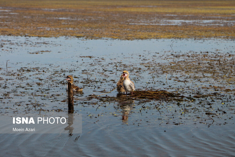 حفاظت از تالاب انزلی با کشاورزی پایدار در ۱۱ روستای حاشیه تالاب