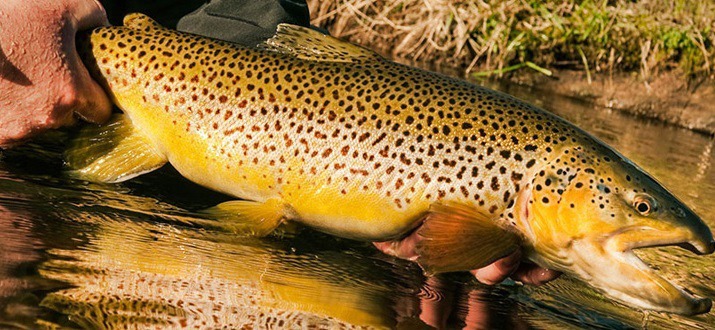 تولید بیش از ۴ هزار تن ماهی سردآبی در استان در ۱۰ ماه گذشته