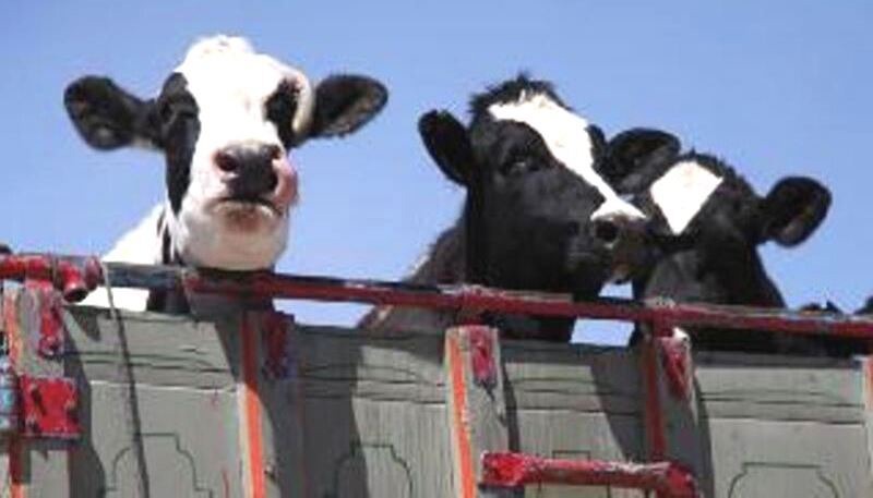 جلوگیری از حمل احشام بدون مجوز در لنگرود