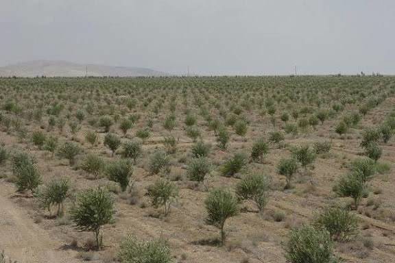 باغداران گیلانی مبارزه با آفت زیتون را جدی بگیرند