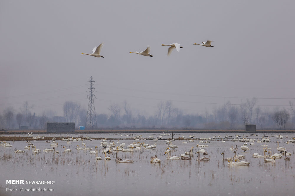 نجات و رهاسازی قوی گنگ گرفتار در تله صیادان غیرمجاز در تالاب بوجاق