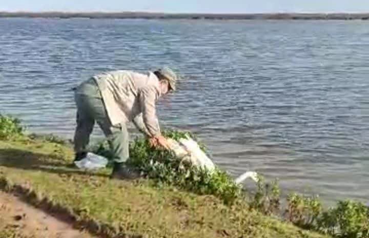 نجات قوی گرفتار از تله صیادان در تالاب بین‌المللی بوجاق + ویدئو